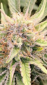 81 reactions | Full garden tour for Saturday April 22, 2023 More...