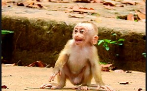 10K views · 423 reactions | Most sad monkey Leo crying seizure on ground angry Mom deny milk | Monkey Mister | Facebook