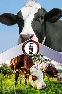 Have you heard of the cow flatulence tax? #Mmoasɛm | KOFI TV