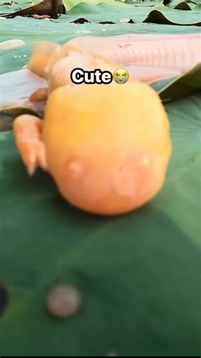 Axo in the wild! Super Cute! #fblifestyle | Albert's Guppy Adventure