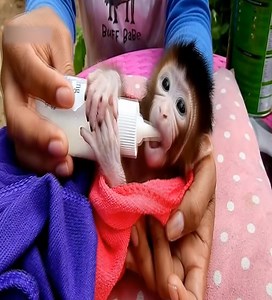 276K views · 3.8K reactions | Smart monkey, I wait for my mother to make milk. | Daily Monkey | Facebook