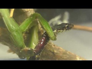 Praying mantis eats a snake alive