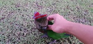 ฮ๊อกกี้ ( Hawkhead parrot ) มาแล้วเป็นนกที่น่ารัก มีความเร็วในการบินสูง เป็นนกชนิดหนึ่งที่ขึ้นชื่อว่ายากมากในการเพาะพันธ์และการป้อน เดี๋ยวจะมารีวิวกันอีกทีน้า ไปดูลีลาของนางกันครับ | Me and Parrots