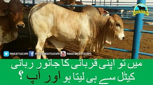 Kn & Rabbani Cattle Farm Contact: 0313-3545171 . . . . . . . . . #cowmandi #BakraEid2017 #Eiduladha #Bakramandi #EidMubarak #PowerfulBull | Pakistan Cattle Expo