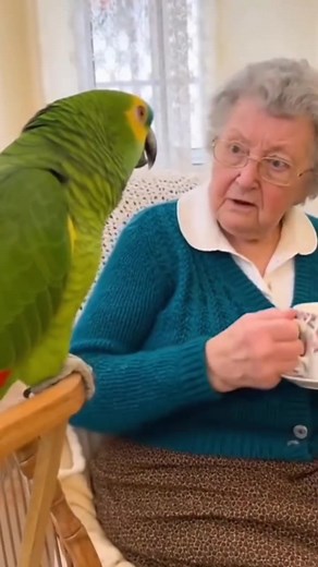 1K views | Funnny grandma angry bird,  #fypシ #talkingparrot #grandma #CockatooLife #parrots #cockatoo #viral #reel #ParrotComedy #FunnyPets #FamilyVibes #ViralBaby #CuteAnimals #ComedyShort #8KUltraRealistic #BabyAndDog #TalkingBird #ComedyShort #ViralShort #SmartParrot #ParrotDrama #ComedyClip #CuteAnimals | New content | Facebook