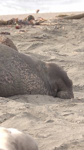 Listen up 🗣️ It’s time for #WinterWildlifeWonders! From now until March, northern elephant seals will be on beaches along the Central California coast breeding, nursing, or mating 😯 You can see seals of every size and age, including big adult males like this one! Just remember to keep a safe distance of at least 50 yards ↔️ Celebrate this important season with us as we share seal-y photos, fun facts, and tips for respectfully viewing these animals 🦭 📷 Hearst San Simeon State Park | The Marin