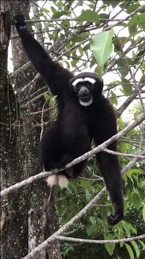 Gibbon calling #Gibbon #gibbcall #animal #animalworld #gibbon #monkey