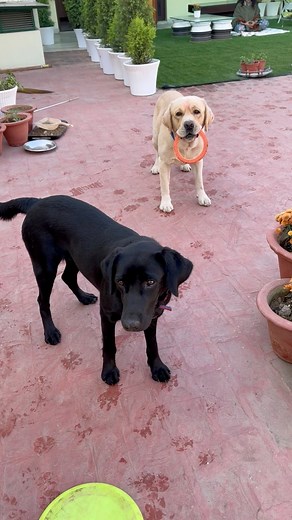 13K views · 1K reactions | Zindagi pal do o#pal #dogcomedy #dodojiipunjabi #dogfitness #DIGPLAY #doggames #dogphotography #sumantejyoti #dohlivers #beautifuldestinations #homedecoration #dogactivities | Suman Bhatia | Facebook