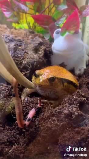 Understanding the Anger of Tomato Frogs