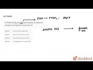 In Krebs cycle, the FAD participates as electron acceptor during the conversion of