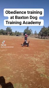 #dogtrainingafrica #igpdogsport #dogtraining #rottweiler #workingdog | Baxton DOG Training Academy