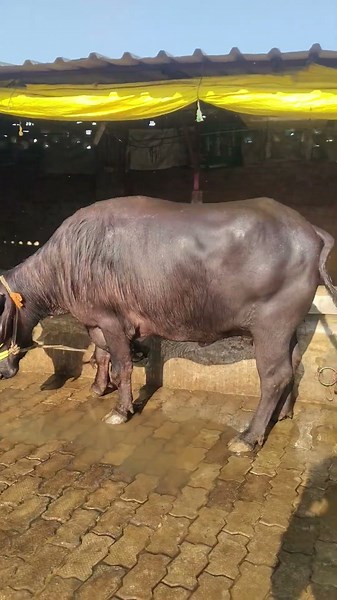 शरीर ही आपका सच्चा साथी है💯✅😎#dairyfarm #murraha #bhains #farming#ytshorts#trendingreels #shortvideo