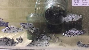 Dalmatian Sailfin Male & Female Mollies #dalmatiansailfinmollies #dalmatian #molly #mollies #sailfin #sailfinmollies #male #female #fish #petfish #aquarium #aquariums #freshwater #freshwaterfish #fishofinstagram #featureditem #aquariumfishnet | AquariumFish.net