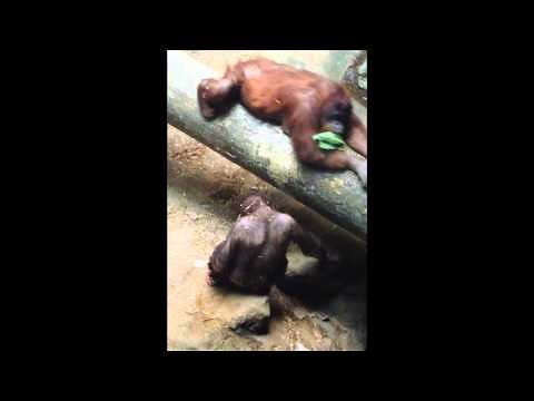 Monkey Pees In His Own Mouth