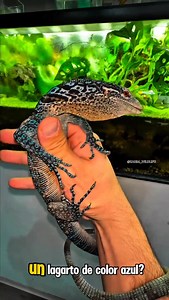 12K views · 242 reactions | Conoce al hermoso lagarto azul (Varanus macraei)  Karim Wildlife #biologia #zoologia #fblifestyle | Biología Al Instante | Facebook