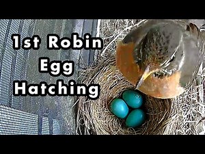 1st American Robin Egg Hatching In The Nest - Timelapse