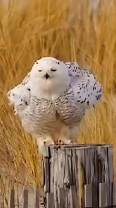 3.2K reactions · 595 shares | Snowy Owl (Bubo scandiacus) #fbreelsvideo #reelsviral #reelsinstagram #birdwatching | Rini Rini | Facebook