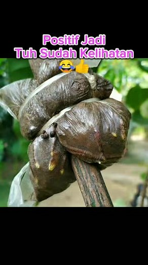 13K views · 151 reactions | Cangkok pohon mangga #gardening #Grafting #mangga #mango #marcotting #airlayering | Grafting Examples | Facebook