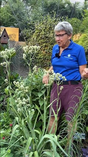 🌱: Eryngium yuccifolium #Horticulture #BotanicalGarden