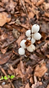 Vertikales Video. Weiße Beeren. Symphoricarpos oder: Stockvideos & Filmmaterial (100 % lizenzfrei) 3451555599 | Shutterstock