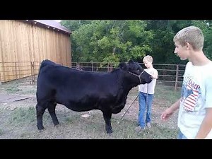 Beef Cattle Showmanship 101