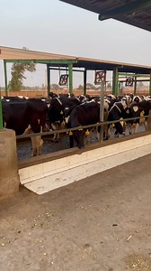 Pedigree heifers Pregnant and Non pregnant ( ready for breeding) 0304 2928053 | Captain Dairy Farm