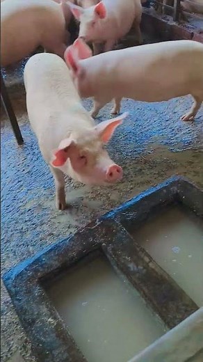 #sk pig farming 🐷🐷#🔥🔥70 se 80 kg ke pig 🐖🐖