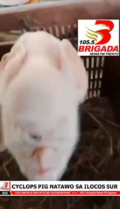 LANTAWA | CYCLOPS PIG NATAWO SA ILOCOS SUR Nakurat ang usa ka pamilya sa Caoayan, Ilocos Sur dihang ilang nakita nga lahi ang usa sa mga biik nga gipanganak sa ilang inahan nga baboy. Usa ra ang mata niini, nga giisip nila nga swerte. CTTO #followers #BrigadaPH #bnfmtrento #InTheHeartOfChangingLives | 105.5 Brigada News FM Agusan