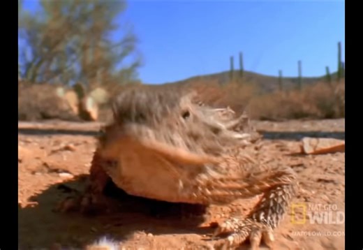 1K views · 29 reactions | Horned Frogs all the way!!! #ironskillet #TCUvsSMU | TCU Alumni - Worldwide | Facebook