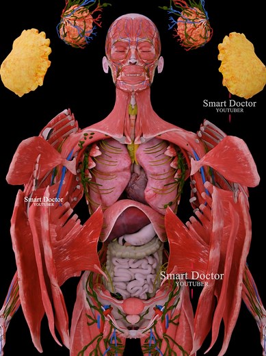 Explore Human Heart Anatomy: Key Facts and Insights