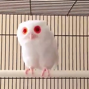 136 reactions · 420 shares | Tiny albino owlet | Unbelievable Tattoos | Facebook