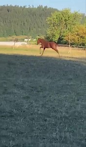 ✌🏿 In große Hufspuren galoppiert dieser agile Hengst von Forlee-Stakkato‘s Highlight/ Chambertin. Sein Halbbruder von Chaman ist unter Richard Vogel Bundeschampion und aktuell 1,50m siegreich in Wellington 🥇🏆 Züchter Wolfgang Seemann #forlee #chaman | Hengststation Beerbaum