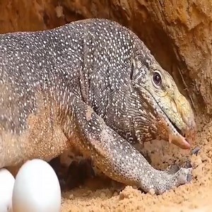 52K views · 398 reactions | Lions vs Big Python Snake Real Fight ❌ #LionsVsPython #WildlifeFight #AnimalBattle #NatureShowdown #EpicAnimalFight #TrendingNow #ViralVideo #AmazingVideos #USA #UnitedStates #India | Significado De Los Sueños | Facebook