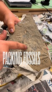5.3K views · 31 reactions | Pool noodles – not just for swimming! Maryam Akrami (Invertebrate Palaeontology Collections Specialist, 1) demonstrates two ways to pack invertebrate fossils from the field. Now that the fossils are protected, they can be shipped back to Toronto safely. | Royal Ontario Museum | Facebook