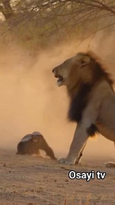 19K views · 357 reactions | Honey badger lunging at a male Asiatic lion in Indian dry forest. Dust, tense struggle, documentary realism. #fblifestyle #wildlife | Toiletboy1 fans page | Facebook