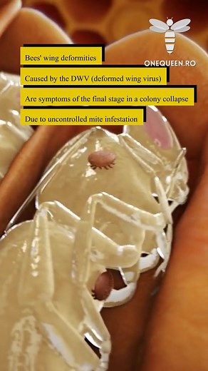 The Deformed Wing Virus or DWV Is the most prevalent virus in apiaries worldwide, And almost any bee or queen that gets bitten by a mite Will get infected 🐝🧡 #virus #dwv #bees #varroa #onequeen 👑