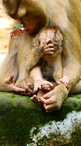 Hmm hmm so so pity baby Leo, Hungry milk but mom try stop nurse, Monkey Camp 14.494K | MonkeyCamp