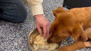 2K views | Humane Society Adoption Center - Monroe on Reels | Facebook