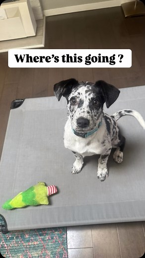 I find puppy training can be kinda hard for owners to wrap their head around. You mean you’re not worried about “sit” “down” etc Well … no I want all those things!! But…. I want a dog that loves working with me above all els. I largely work on getting a dog to think I’m fun to engage with. It’s hard for folks to understand the value of having great movement and ability to direct the dog. They often think that’s all fancy stuff but that “fancy” stuff is what makes your dog give a damn about what 