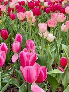 Premium Perennial Tulip Bulbs for Planting - Versatile Soil & Hydroponic Growing, Indoor/outdoor Garden Flowers, Easy to Grow Tulip Blooms - Etsy Canada
