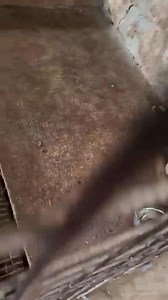 Asociatia Pro Animals on Reels