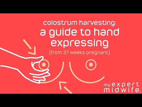 Colostrum Harvesting: A Guide to Hand Expressing