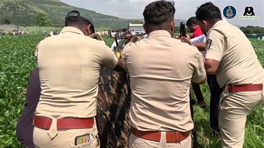 5.7K views · 537 reactions | In the wild, leopards often venture out...