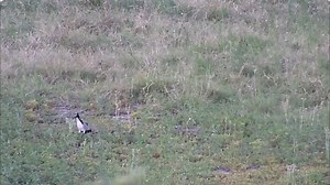 Lapwings_carry_away_unhatched_dead_chicks_from_nest_Elephant. | WildEarth Cam