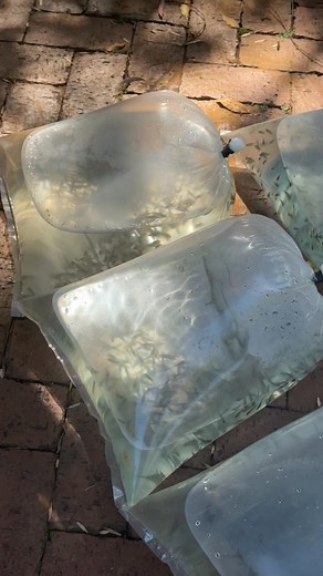 Quality tilapia fingerlings available for your fish farming needs. Healthy, fast-growing, and ideal for ponds or tanks. Contact Agrimarine Solutions: 0719 502 023 / 07 84472858. Visit us at 54 Selous Avenue, Corner 6th, Harare. | Agrimarine Solutions