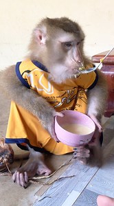 12K views · 333 reactions | Prince Jason Look So Delight To Eat Pumpkin Milk | Monkey Jason | Facebook