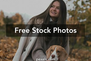 Free Golden Adult Beagle Dog Photos