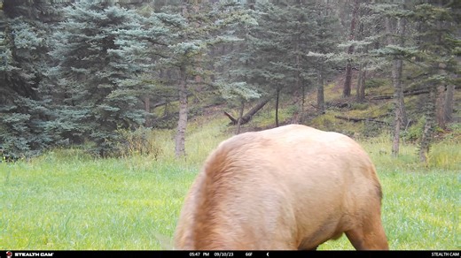 Getting Caught. Presented by Stealth Cam #trailcamtuesday #rmef #stealthcam #elk | Rocky Mountain Elk Foundation