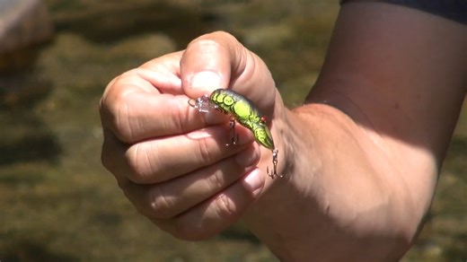 8.3K views · 318 reactions | The iconic Rebel Crawfish isn't just a lure. It's an entire family of lures, each distinctive in applications. #catchfishanywhere | Rebel Lure Company | Facebook