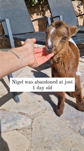 9.4K views · 662 reactions | Watch Nigels' story  [ WARNING - CUTE...